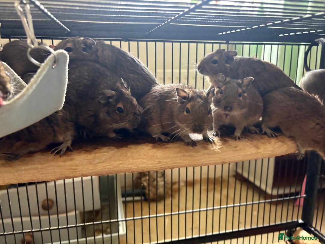 Degus rodents for sale: Degus  - Image 4