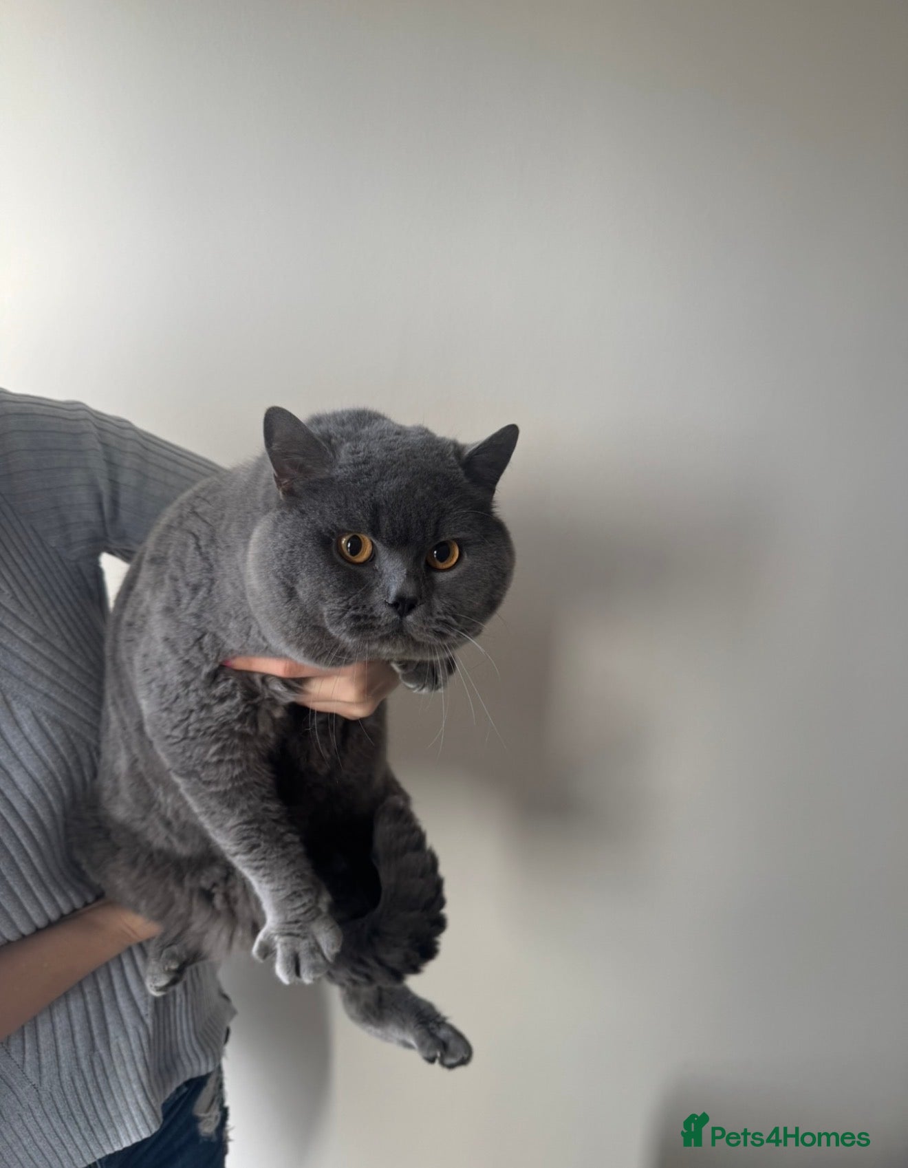 British Shorthair cats Ready now GCCF registered British shorthair kitten - Advert 2