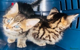 Mixed Breed cats for sale: Gorgeous Siberian forest x kittens ready to go - Image 5