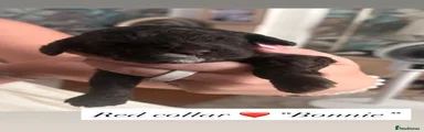 Cockapoo 6