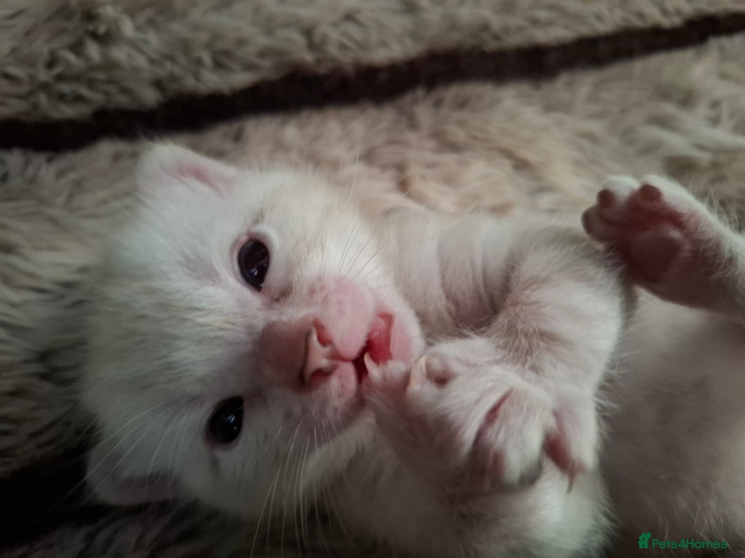 Bengal cats for sale: STUNNING PEDIGREE BENGAL KITTENS  - Image 9