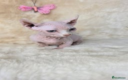 Dwelf cats for sale: Dwelf Sphynx girl bominant odd eyes  - Image 10