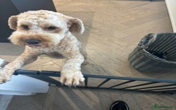Cockapoo dogs for sale: Teddy / Ted / Tedwyn 🧸   - Image 2