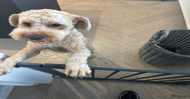 Cockapoo dogs - Advert 3
