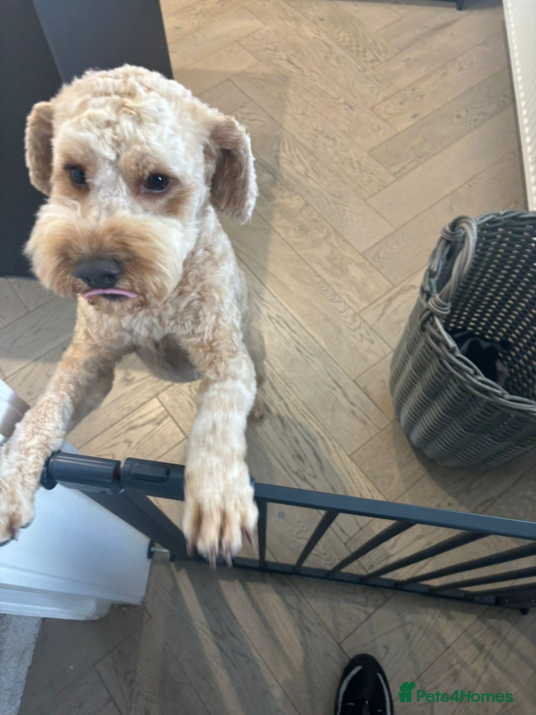 Cockapoo dogs for sale: Teddy / Ted / Tedwyn 🧸   - Image 2