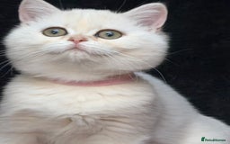 British Shorthair cats for sale: British shorthair kittens golden silver TICA - Image 20