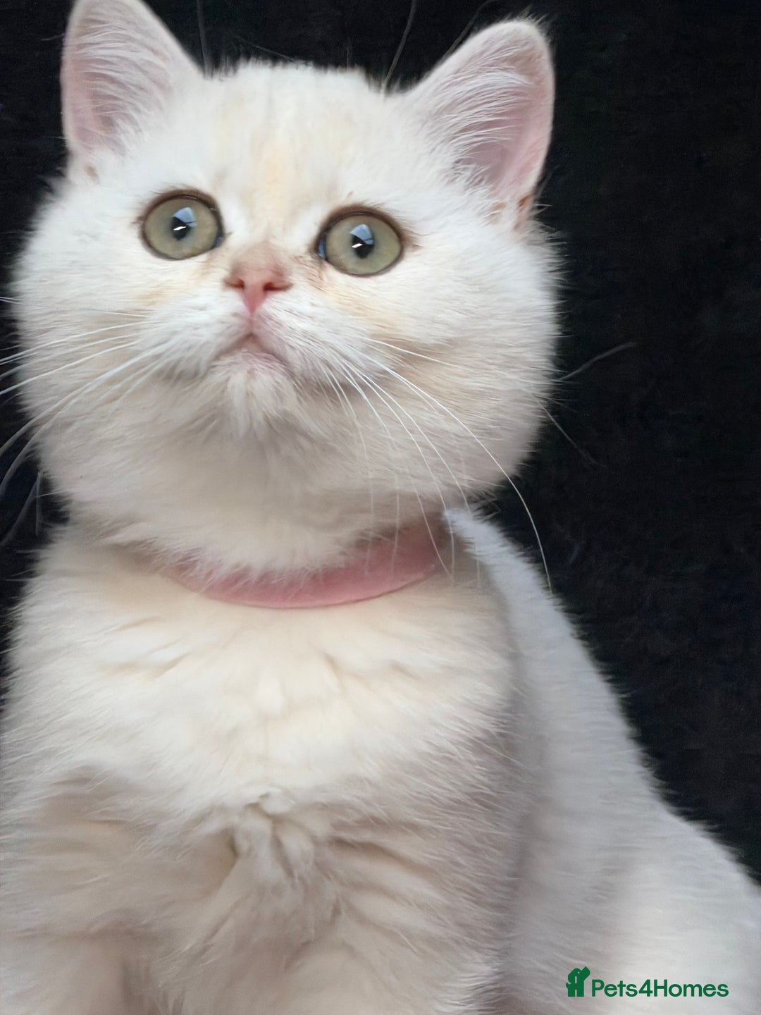 British Shorthair cats for sale: British shorthair kittens golden silver TICA - Image 20