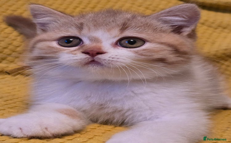 British Shorthair cats - Advert 4