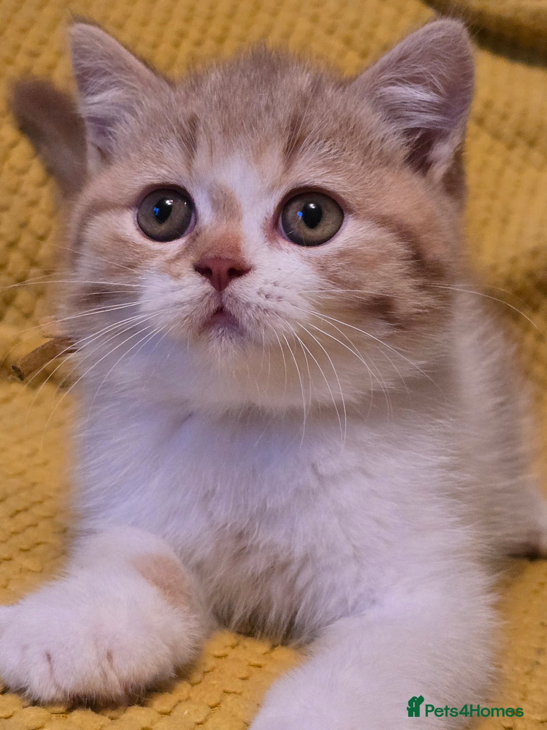 British Shorthair cats for sale: Pedigree, British Shorthair, TICA reg kittens - Image 4
