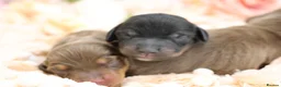 Miniature Dachshund dogs for sale: KC Registered Miniature Dachshund Puppies - Advert 12