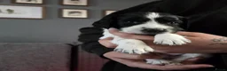 English Springer Spaniel dogs for sale: Health Tested Parents- KC Registered ESS - Advert 7