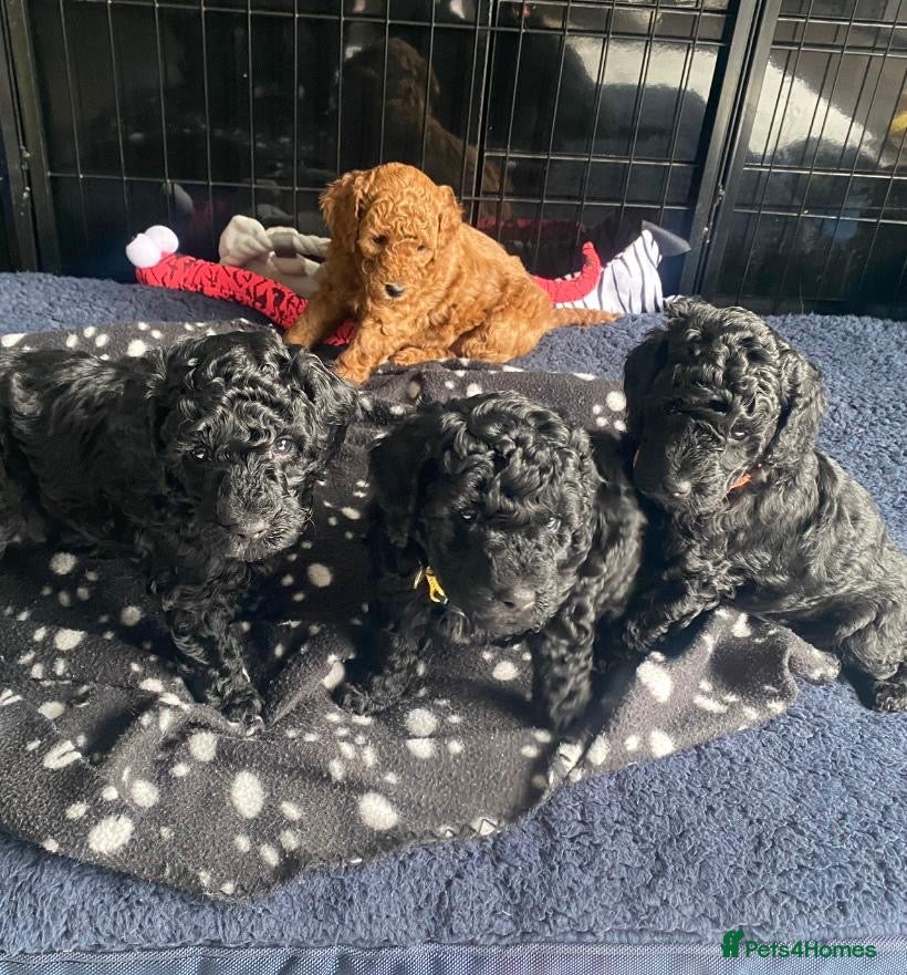 Miniature Poodle dogs KC Reg Miniature Poodles - Advert 1