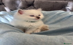 Ragdoll cats for sale: Perfect little blue point Ragdoll girls x5 - Image 10