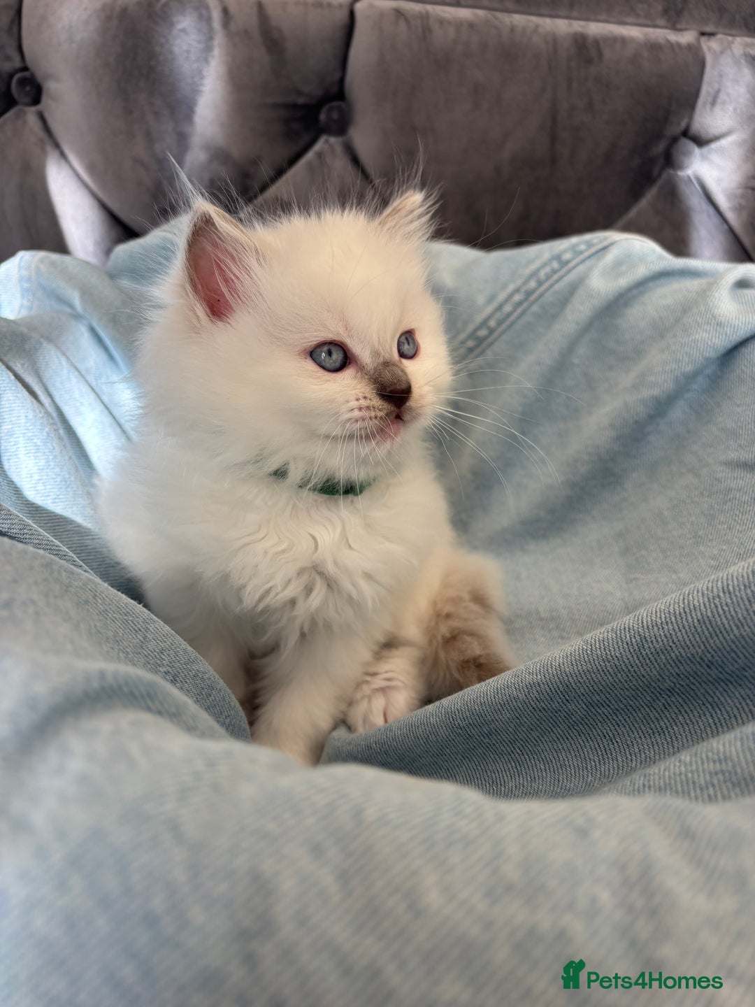 Ragdoll cats for sale: Perfect little blue point Ragdoll girls x5 - Image 10