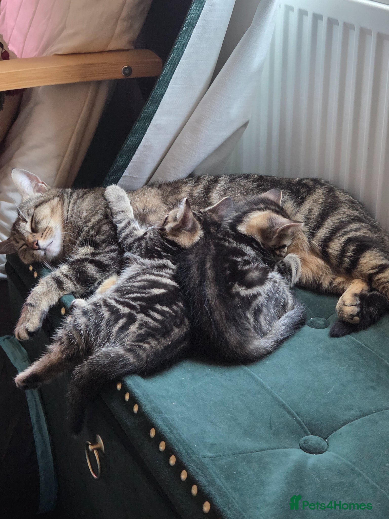 Mixed Breed cats One female tabby - Advert 10
