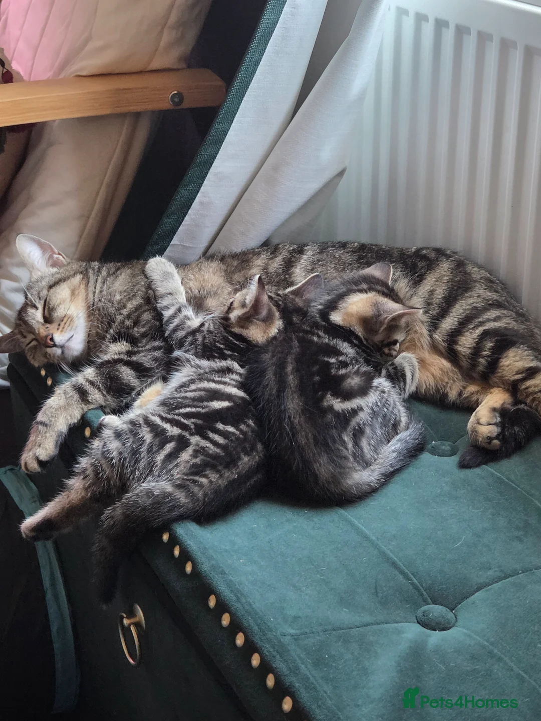 Mixed Breed cats for sale: One female tabby - Advert 1