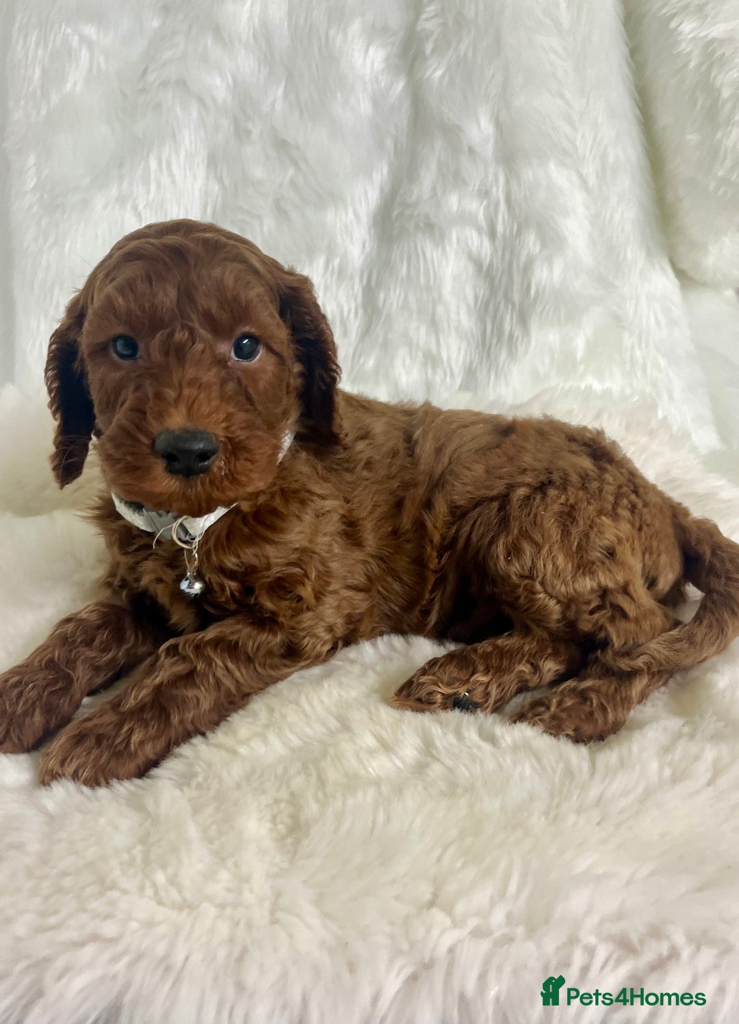 Goldendoodle dogs for sale: Outstanding quality fully tested Goldendoodle pups - Advert 5
