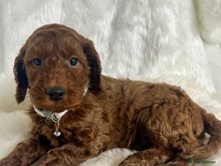 Goldendoodle dogs Outstanding quality fully tested Goldendoodle pups - Advert 7