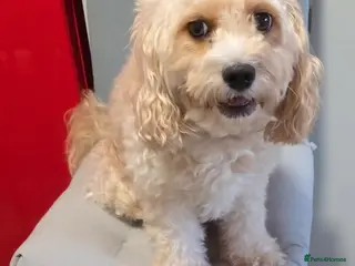 Cavapoo dogs Cavapoo F1B - Advert 14