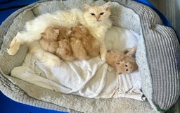 Ragcoon cats for sale: Ragdol x Main Coon  - Image 7