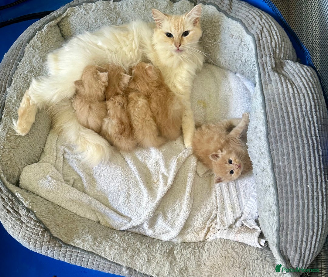 Ragcoon cats for sale: Ragdol x Main Coon  - Image 7