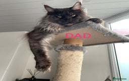 Maine Coon cats for sale: SHOW QUALITY MAINE COON KITTENS  - Image 22