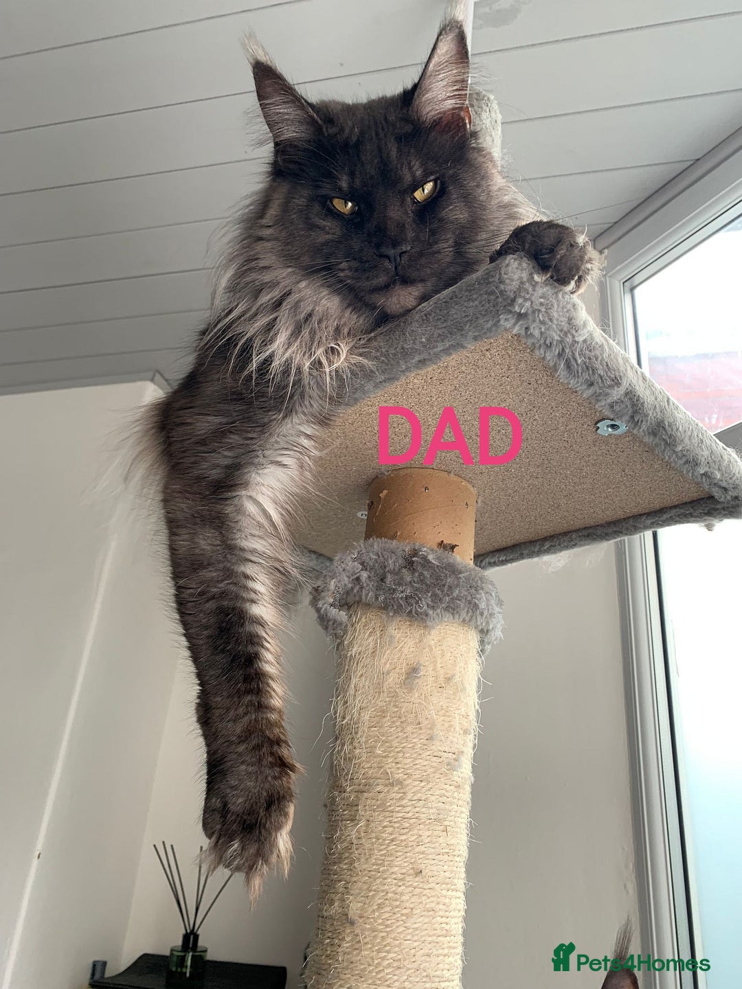 Maine Coon cats for sale: SHOW QUALITY MAINE COON KITTENS  - Image 22
