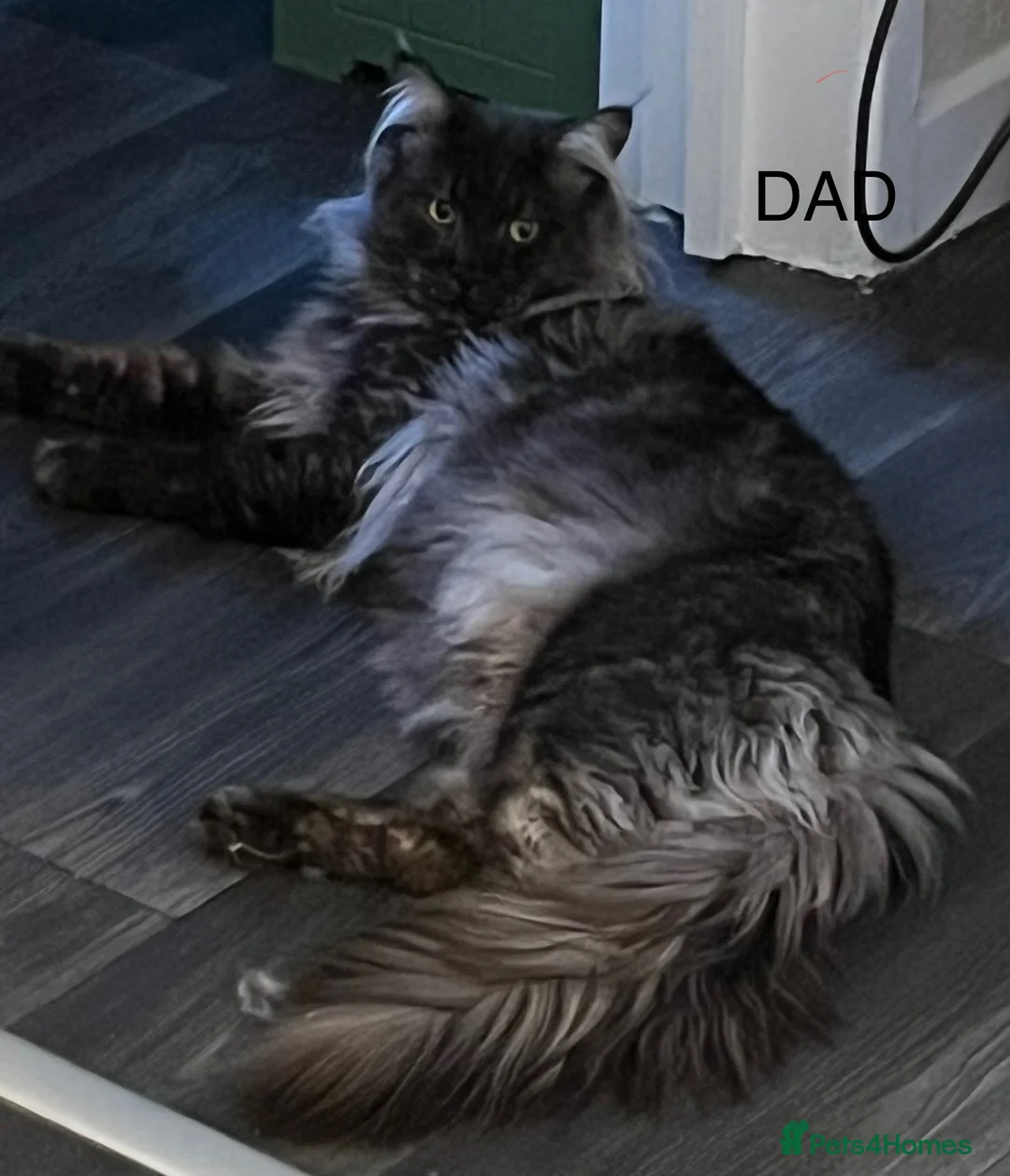 Maine Coon cats for sale:  Stunning Maincoon boy black/smoke - Advert 4