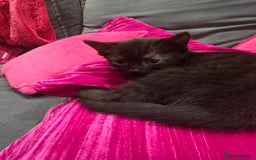Mixed Breed cats for sale: 4 kittens available 31st Aug - Image 1