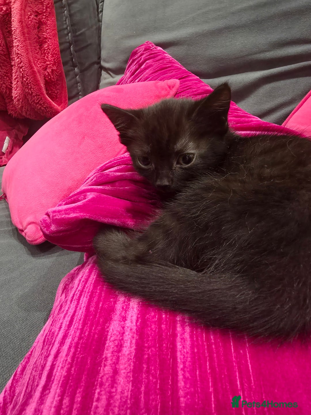 Mixed Breed cats for sale: 4 kittens available 31st Aug - Image 1