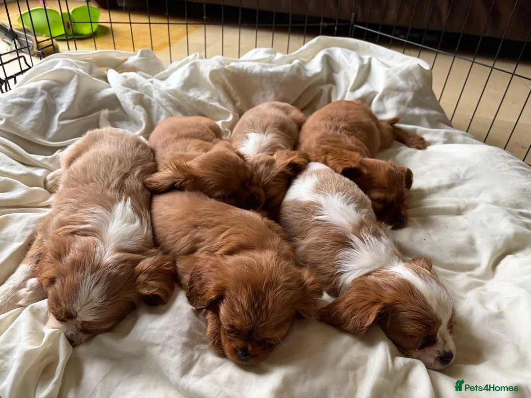 Cavalier King Charles Spaniel dogs for sale: 6 Beautiful Cavalier King Charles Spaniels  - Advert 1