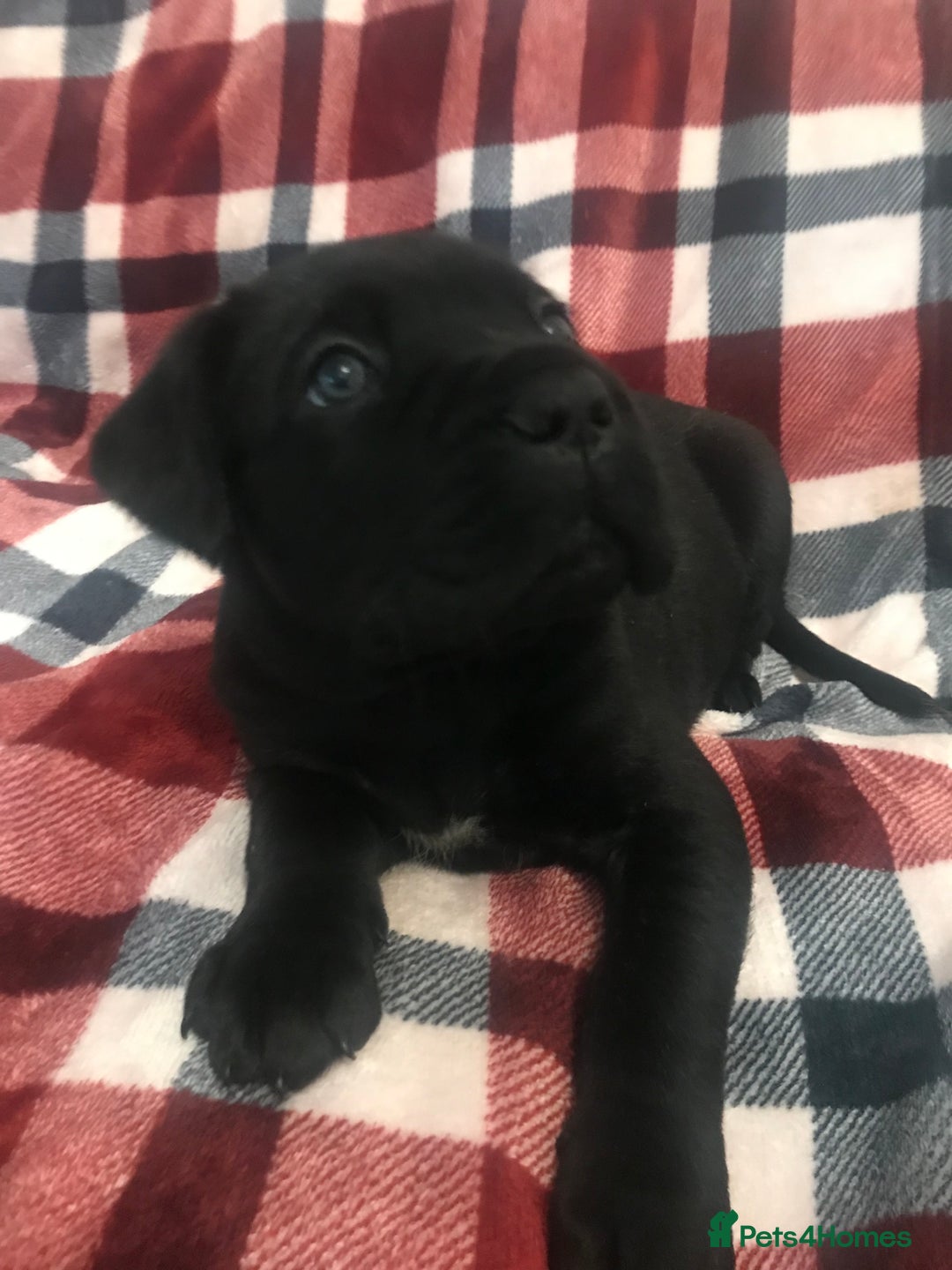 Cane Corso dogs for sale: ONE & ONLY UK LITTER DEL DYRIUM BLOOD LINES  🖤  - Advert 28