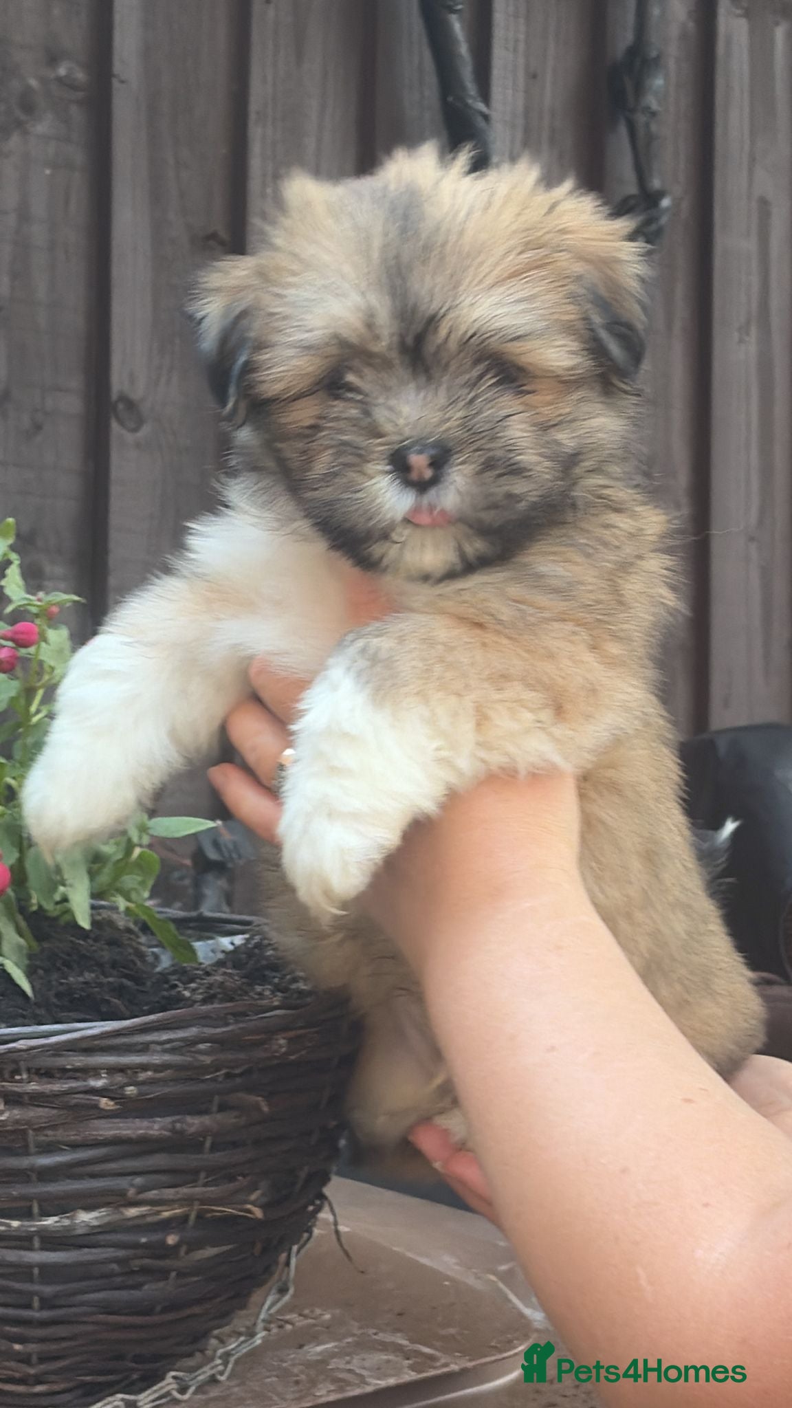 Lhasa Apso dogs Gorgeous boys available  - Advert 2