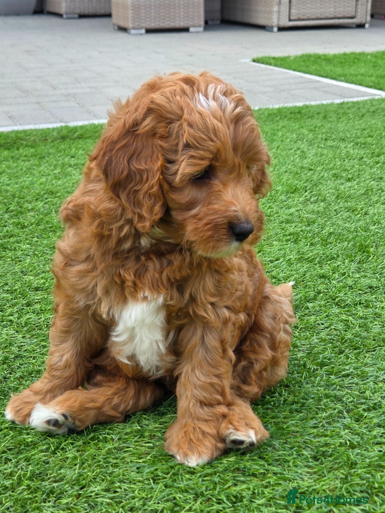 Goldendoodle dogs 2 BOYS AVAILABLE Red F1b miniature goldendoodle - Advert 5