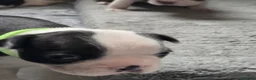 Boston Terrier dogs for sale: Boston Terrier Puppies  in Port Talbot - Advert 17