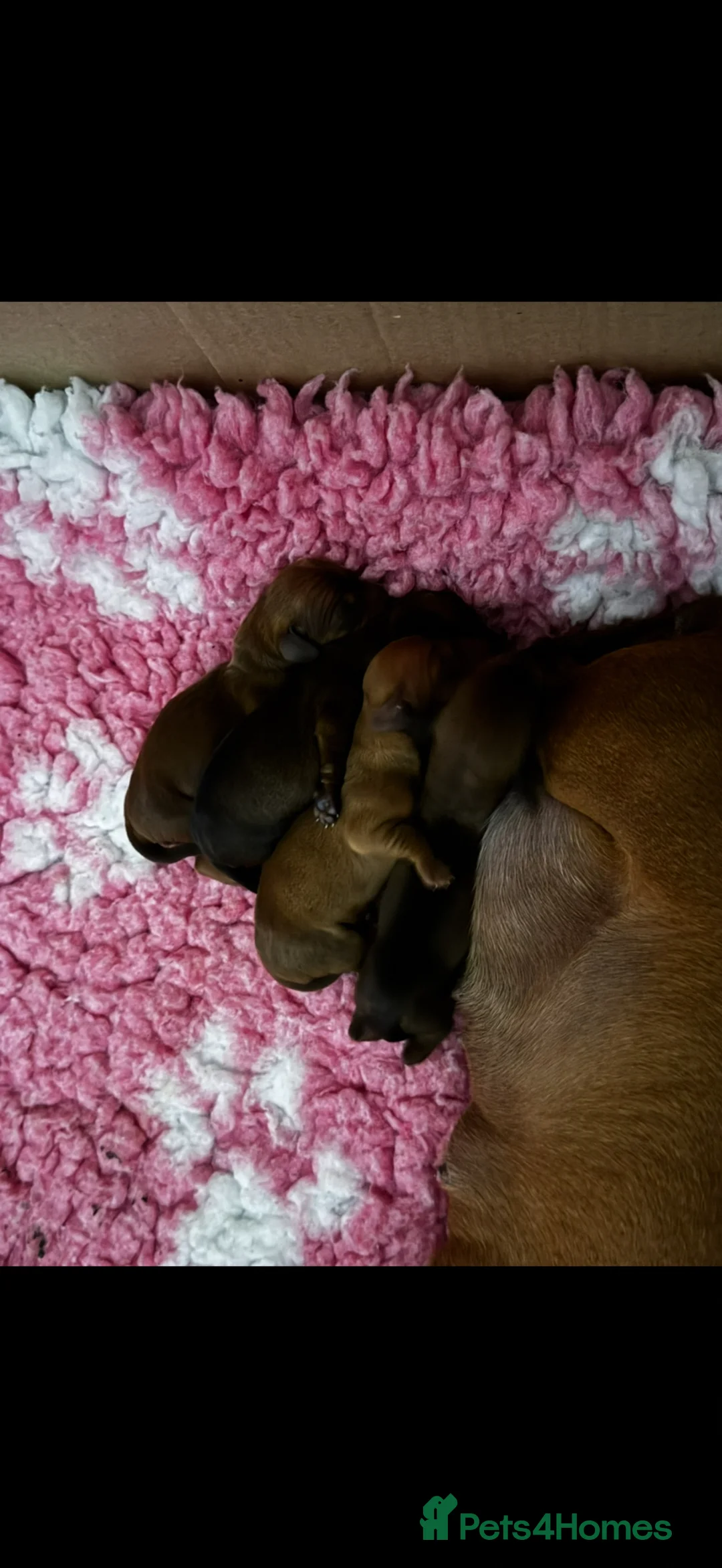 Miniature Dachshund dogs for sale: Kc reg/PRA clear mini red boy - Advert 6