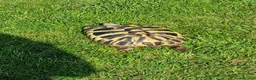 Hermann Tortoise reptiles for sale: Hermanns tortoise  - Advert 4