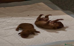 Cockapoo dogs for sale: Mini red cockapoo puppies ready 17th Jan 2026  - Advert 3