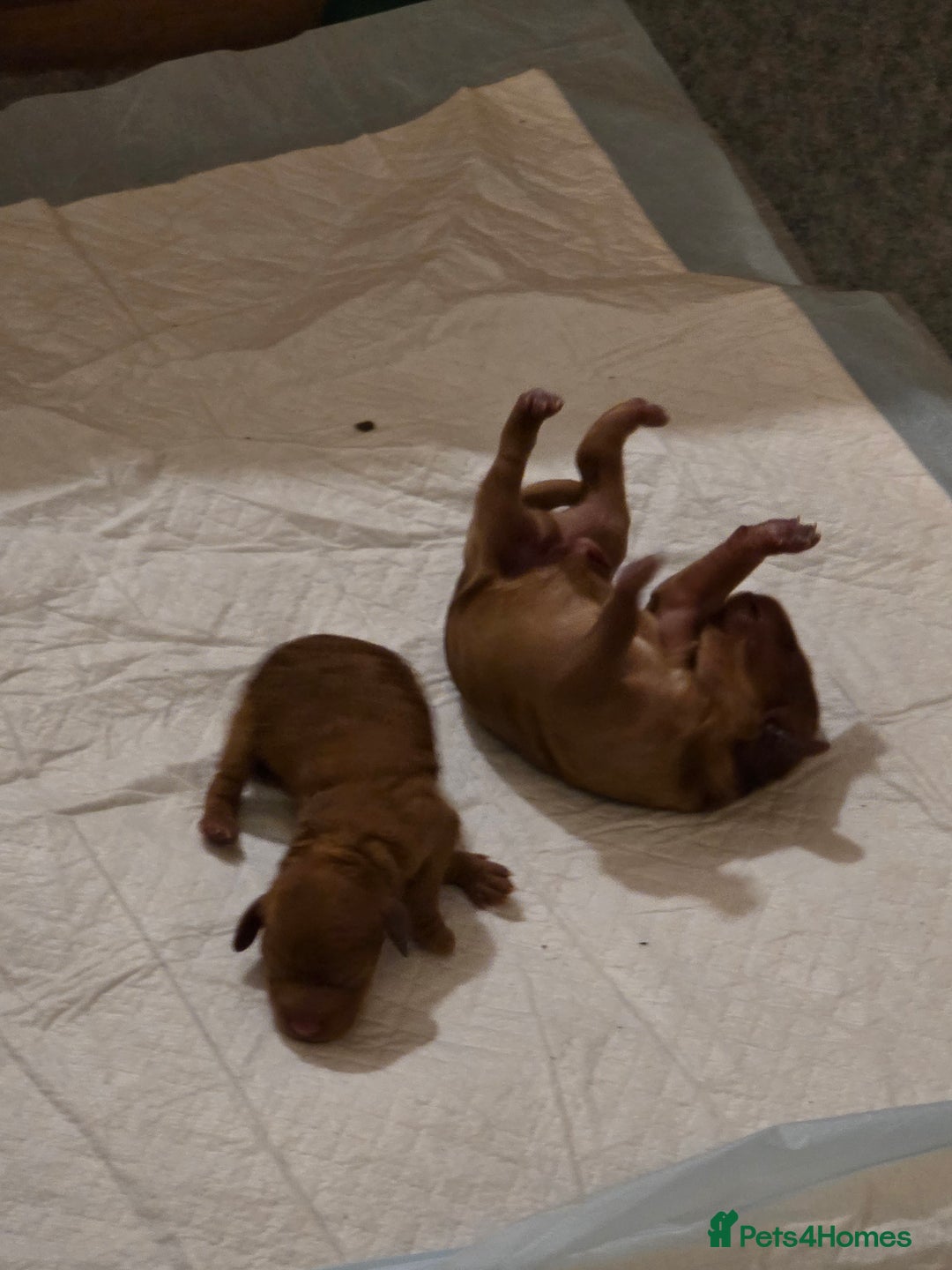 Cockapoo dogs for sale: Mini red cockapoo puppies ready 17th Jan 2026  - Advert 3