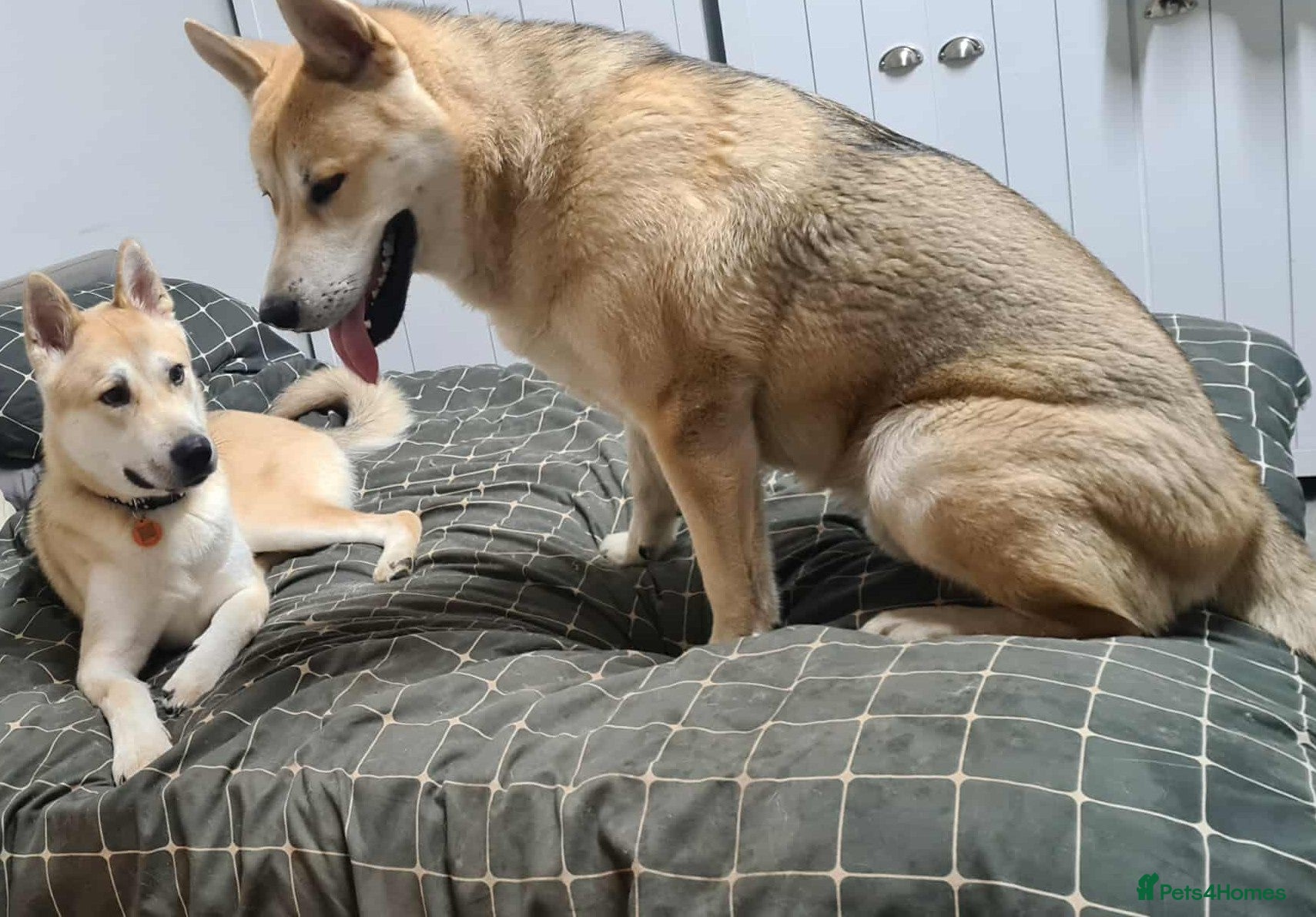 Mixed Breed dogs Husky/akita/malmute/GSD brother and sister 11 mnth - Advert 3