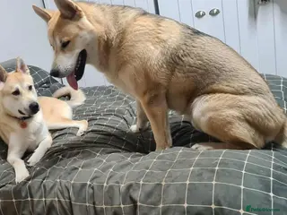 Mixed Breed dogs Husky/akita/malmute/GSD brother and sister 11 mnth - Advert 1