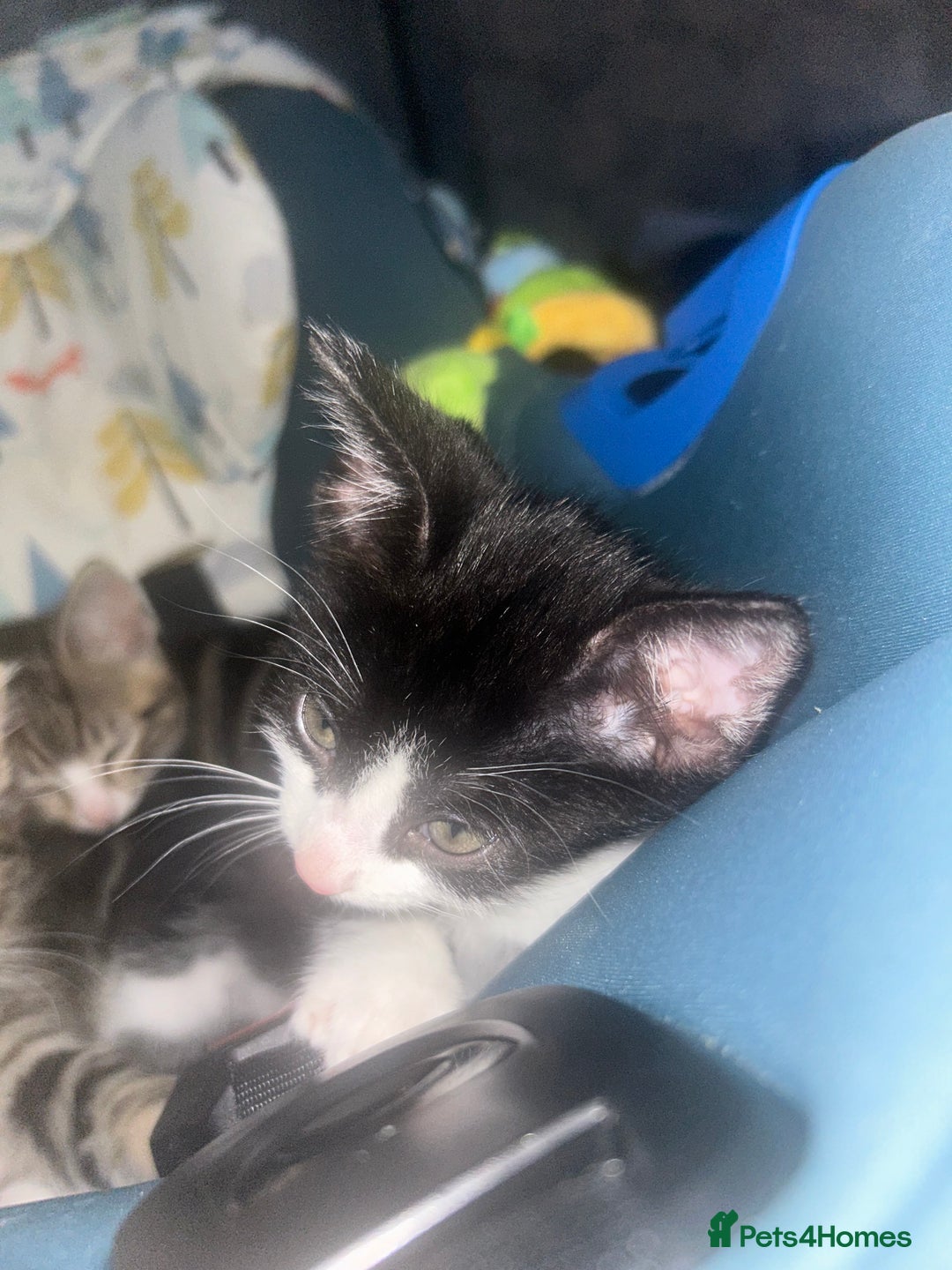 Mixed Breed cats for sale: kittens  - Image 4