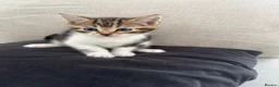 Mixed Breed cats for sale: 3x male kittens for sale in Liverpool - Advert 4
