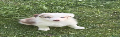 Border Collie 3