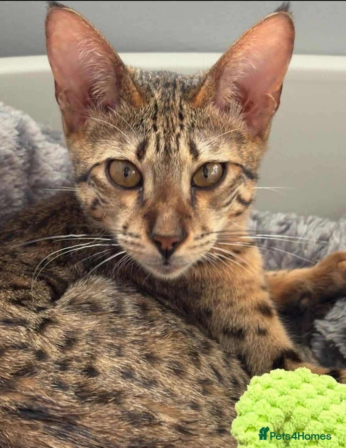 Savannah cats Stunning female SBT savannah kitten - Advert 6