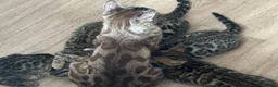 Bengal cats for sale: ONE LEFT! TICA REG glitter cuddly boy, 5 months! in Port Glasgow - Advert 6