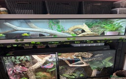 Bearded Dragon reptiles for sale: Bearded dragon and set up! - Image 5