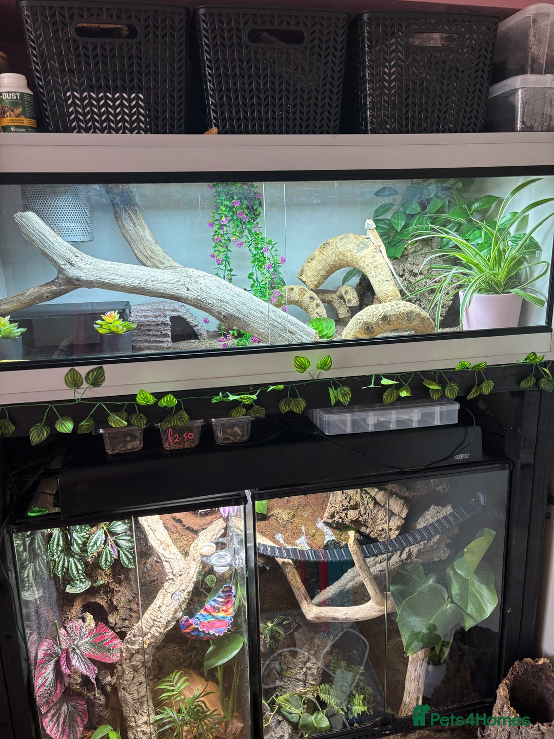 Bearded Dragon reptiles for sale: Bearded dragon and set up! - Image 5