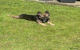 French Bulldog dogs for stud: Stud  - Image 4
