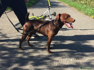 Patterdale Terrier dogs Chocolate patterdale terrier - Advert 12